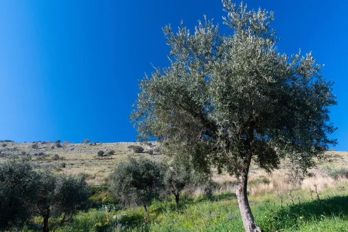 Oasi Kadir
